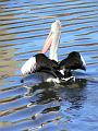 Australian Pellican (Pelecanus conspicillatus), River Torrens P1030573